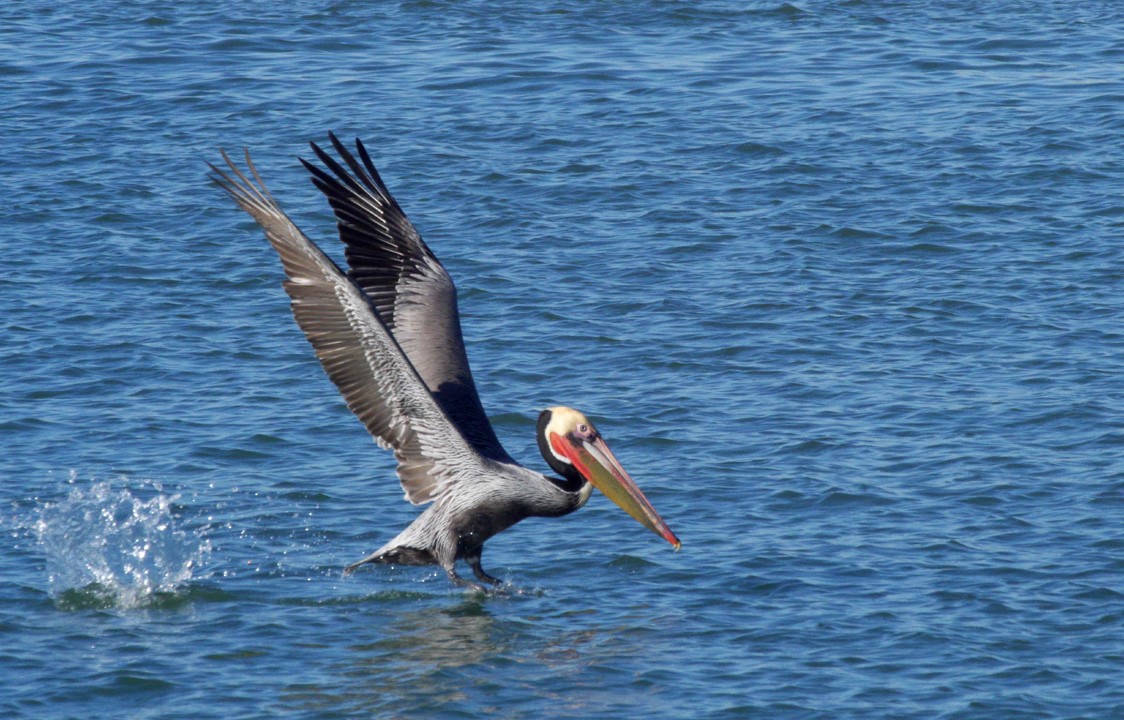 pelikán hnědý (ssp. californicus) - ML205820551