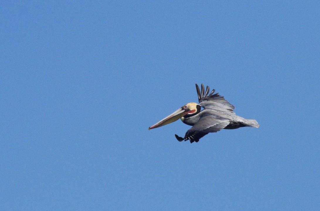 pelikán hnědý (ssp. californicus) - ML205820561