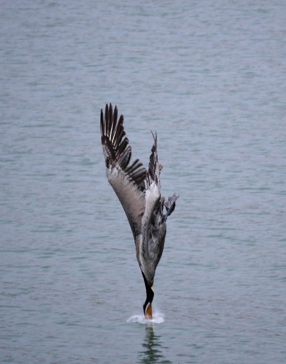 pelikán hnědý (ssp. californicus) - ML205820581