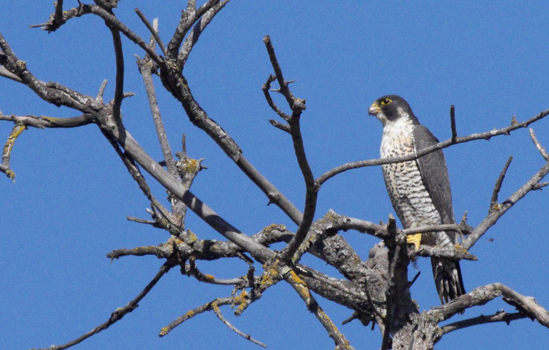 Peregrine Falcon (North American) - Don  DesJardin