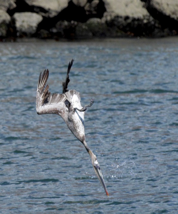 pelikán hnědý (ssp. californicus) - ML205820621