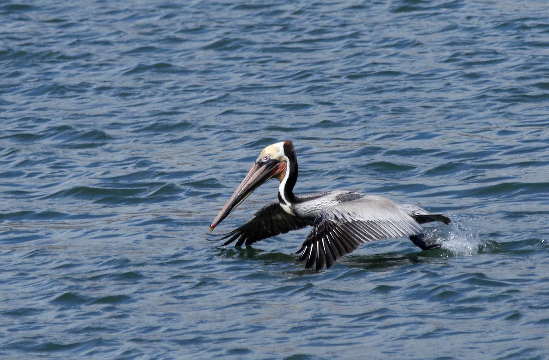 pelikán hnědý (ssp. californicus) - ML205820631