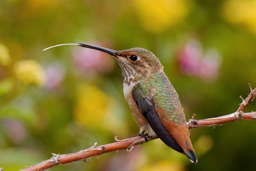 Allen's Hummingbird - Don  DesJardin