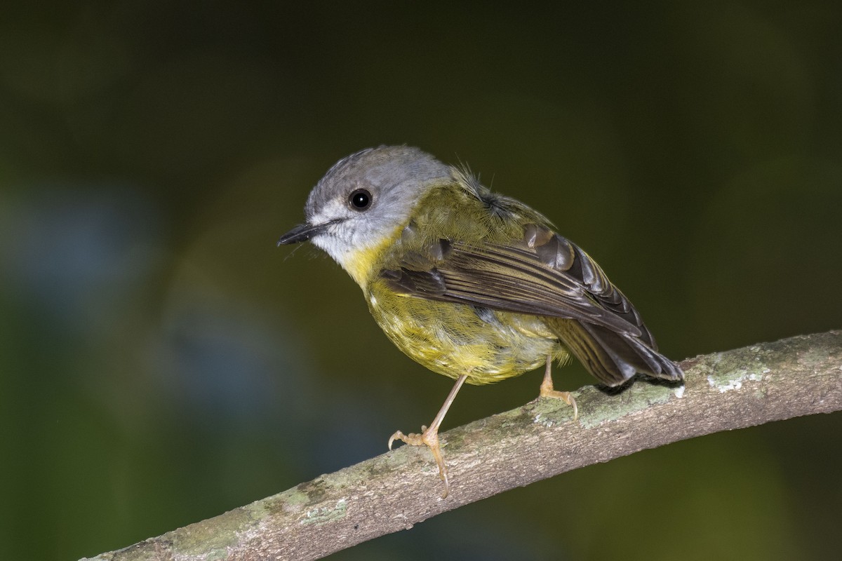 Pale-yellow Robin - Philip Griffin