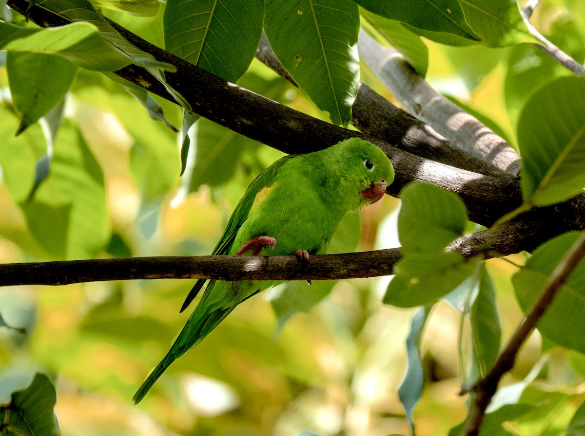 Yellow-chevroned Parakeet - paolo bisol