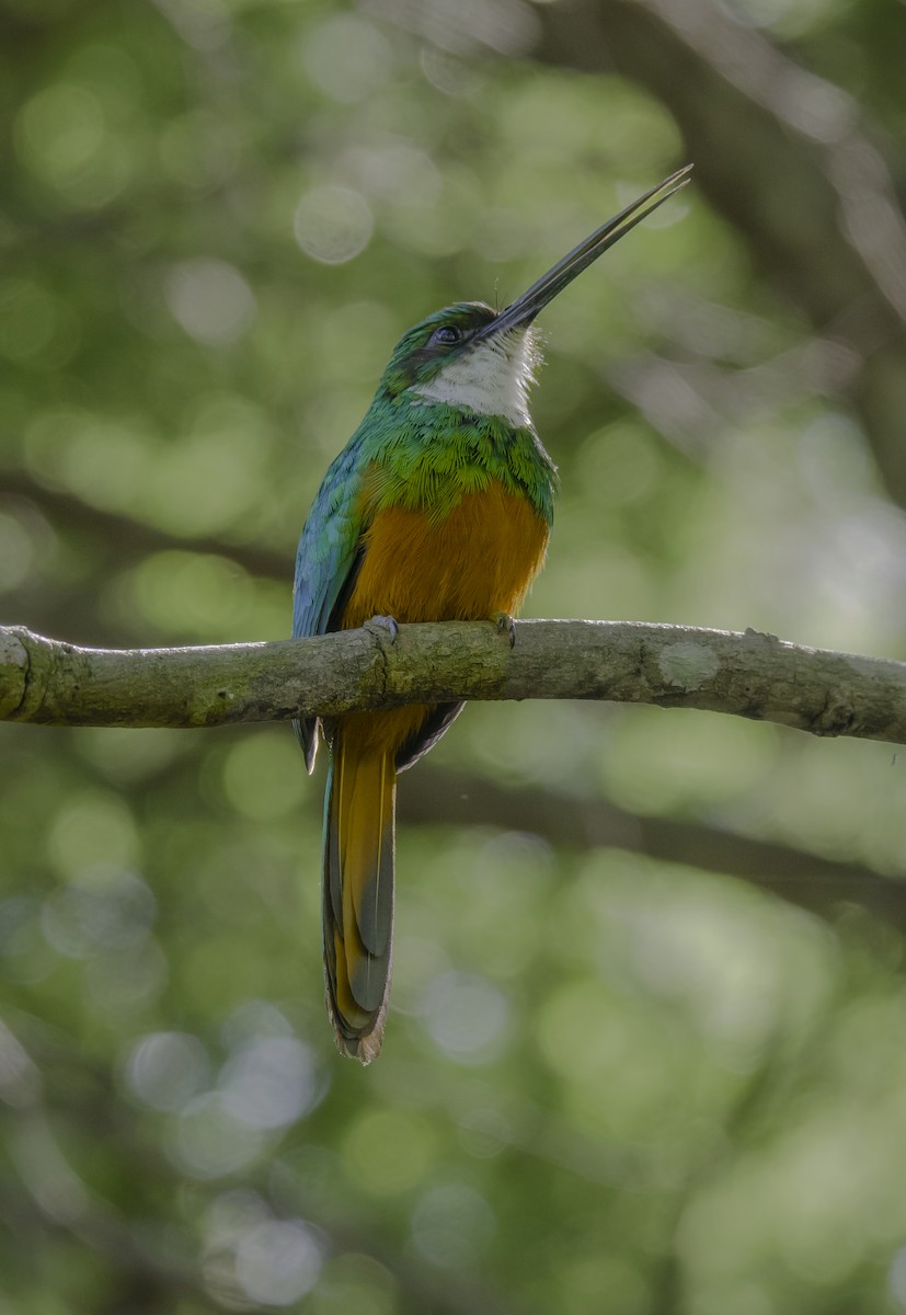 Rufous-tailed Jacamar - paolo bisol