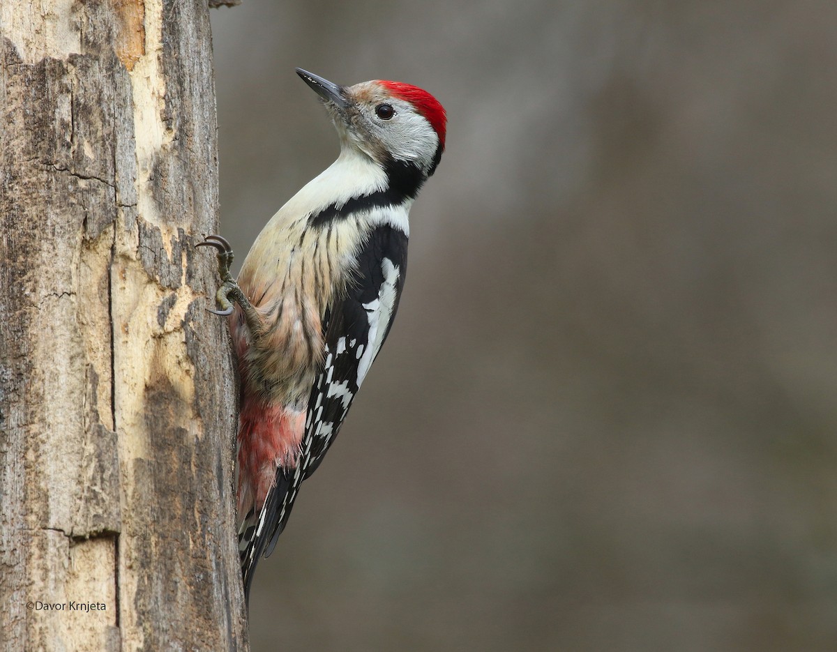 Middle Spotted Woodpecker - Davor Krnjeta