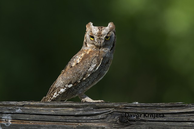 Ml Eurasian Scops Owl Eurasian Macaulay Library