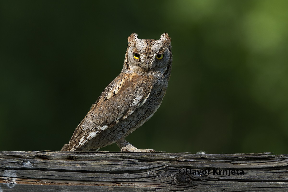 Eurasian Scops-Owl - ML205820931