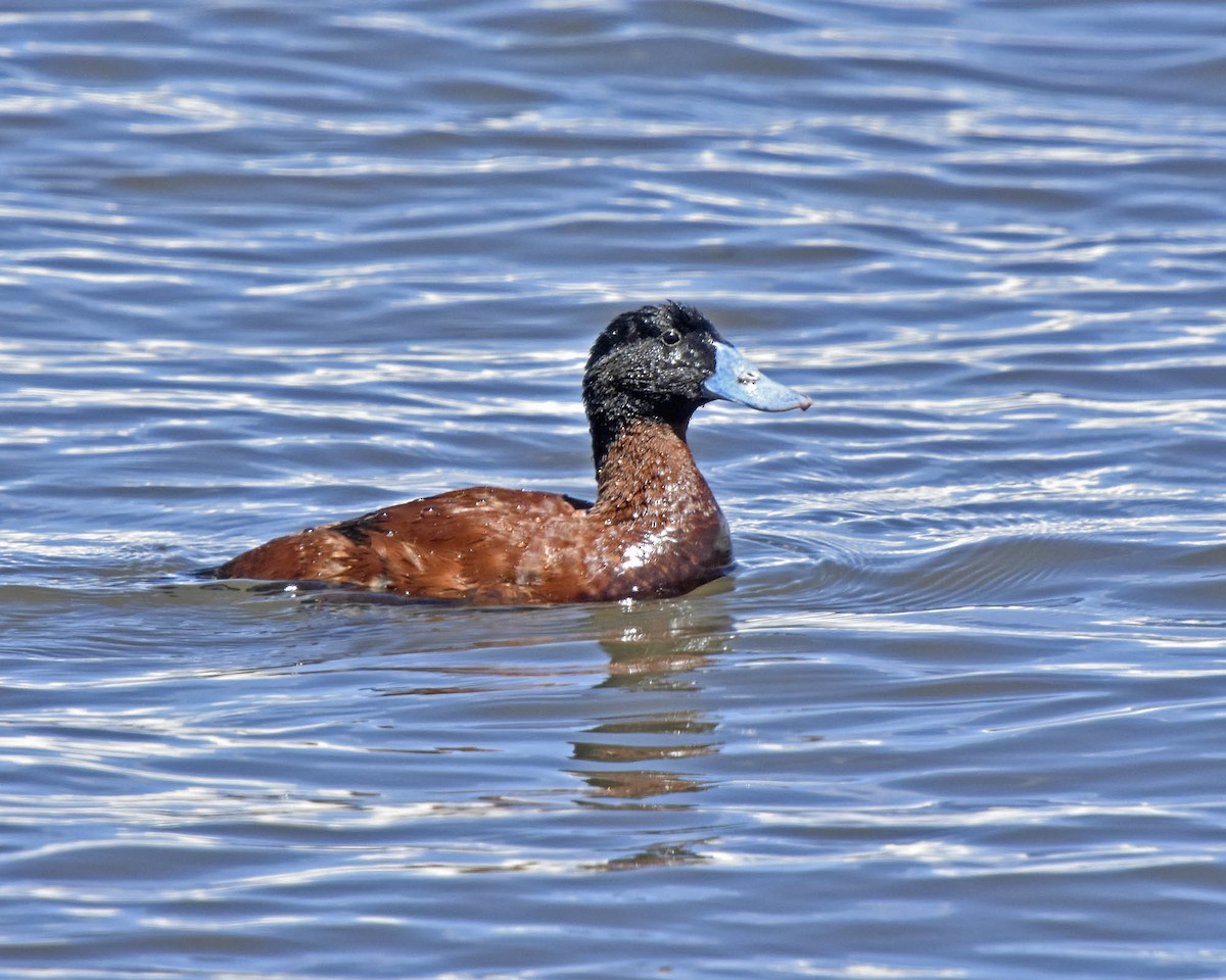 Andean Duck - ML205821121
