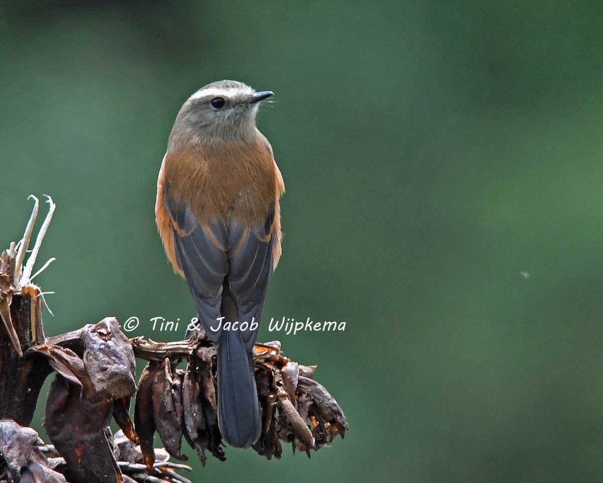 Brown-backed Chat-Tyrant - ML205821441