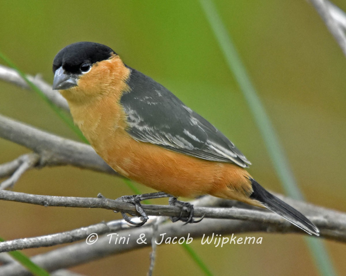 Black-and-tawny Seedeater - ML205821571