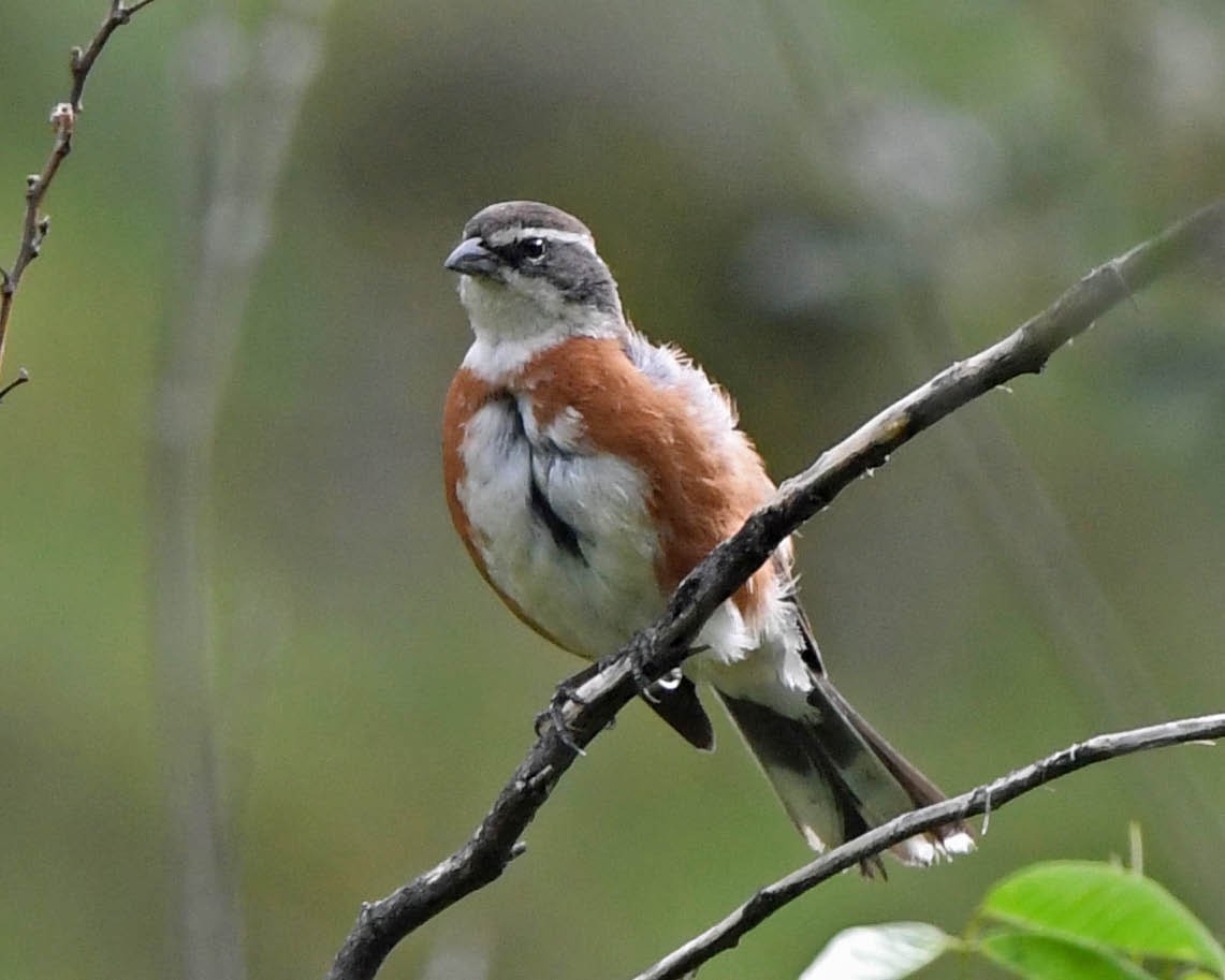 Bolivian Warbling Finch - ML205821641