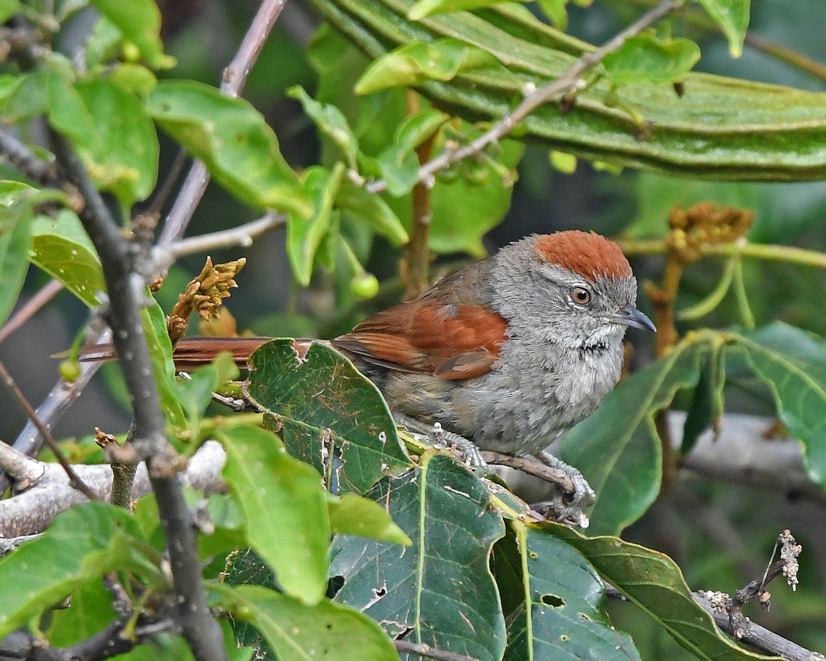 Sooty-fronted Spinetail - ML205821671