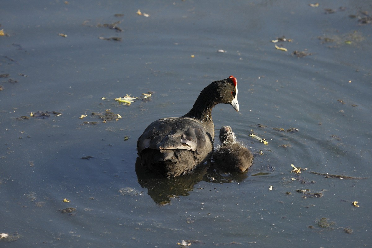 Red-knobbed Coot - Loutjie Steenberg