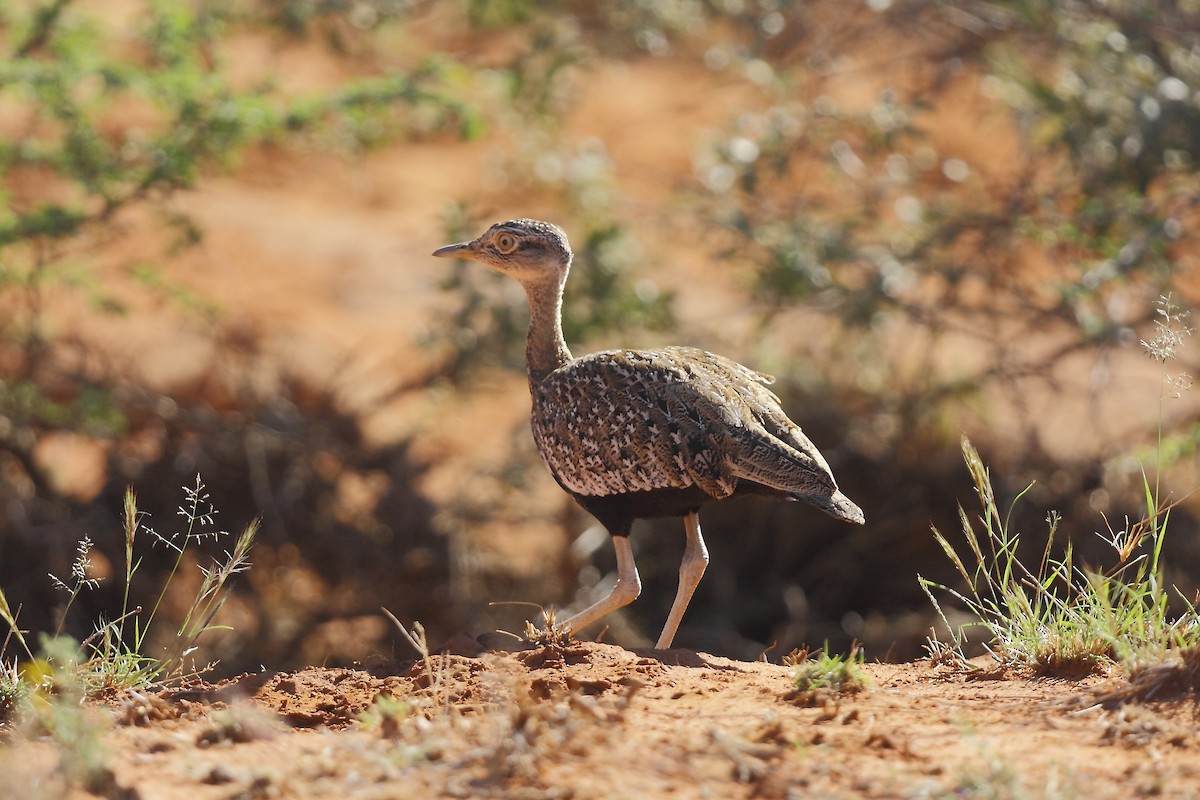 Red-crested Bustard - Loutjie Steenberg