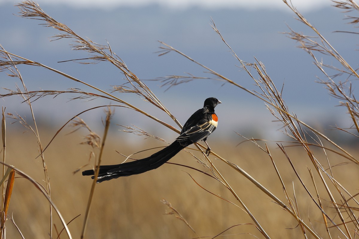Long-tailed Widowbird - ML205821901