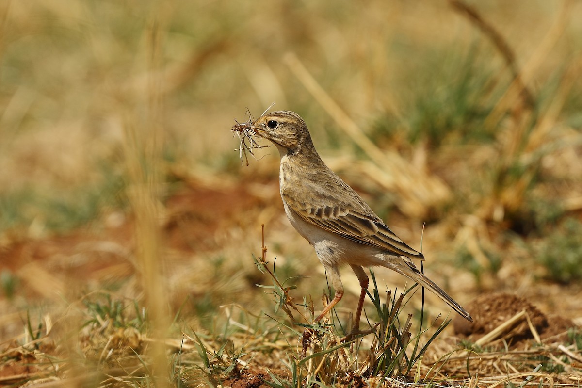 African Pipit (African) - Loutjie Steenberg