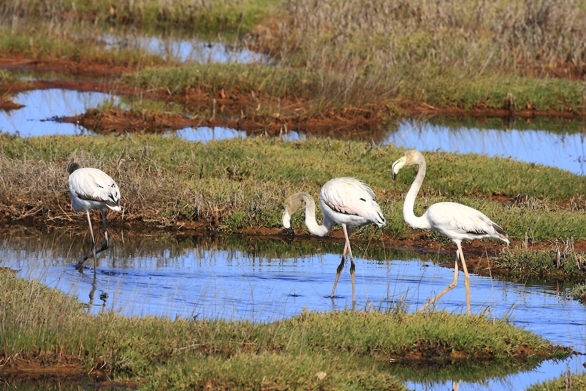 Greater Flamingo - Loutjie Steenberg