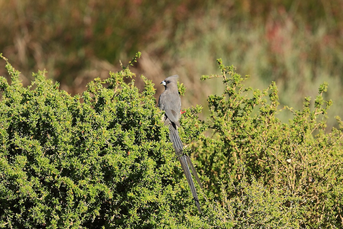 White-backed Mousebird - Loutjie Steenberg