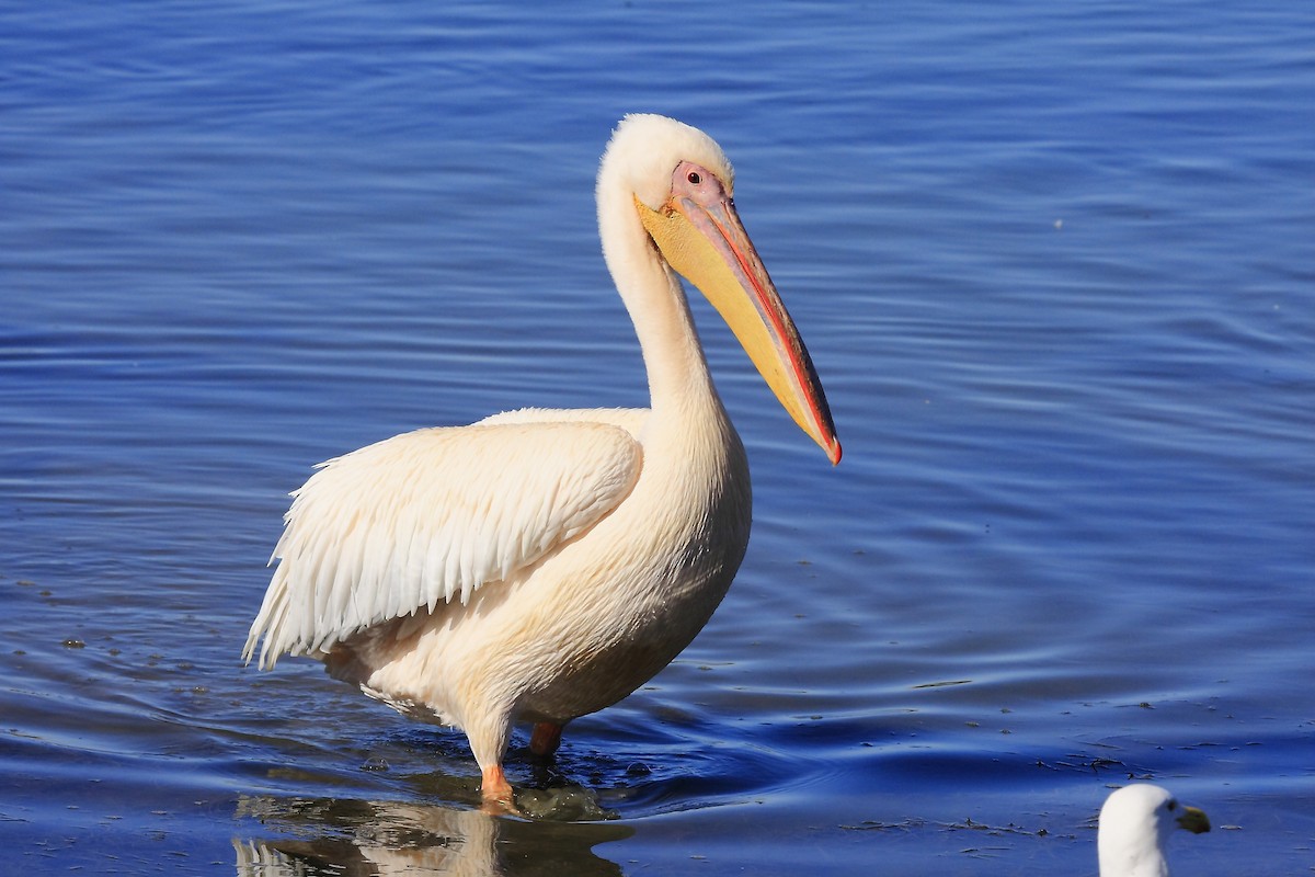Great White Pelican - Loutjie Steenberg