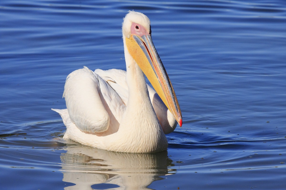 Great White Pelican - Loutjie Steenberg