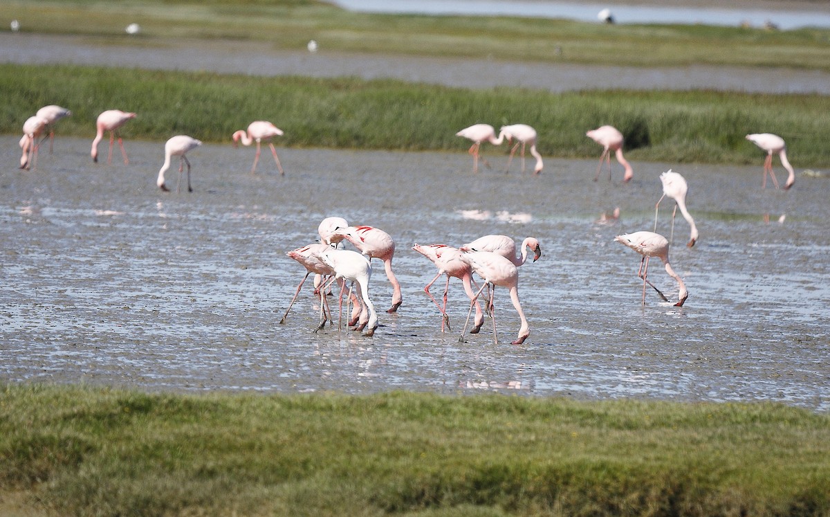 Lesser Flamingo - Loutjie Steenberg
