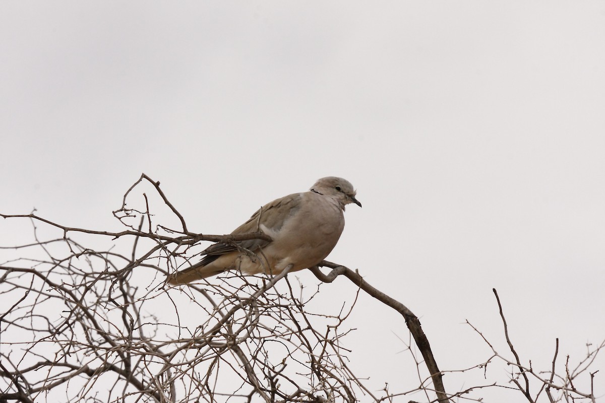 Ring-necked Dove - Loutjie Steenberg