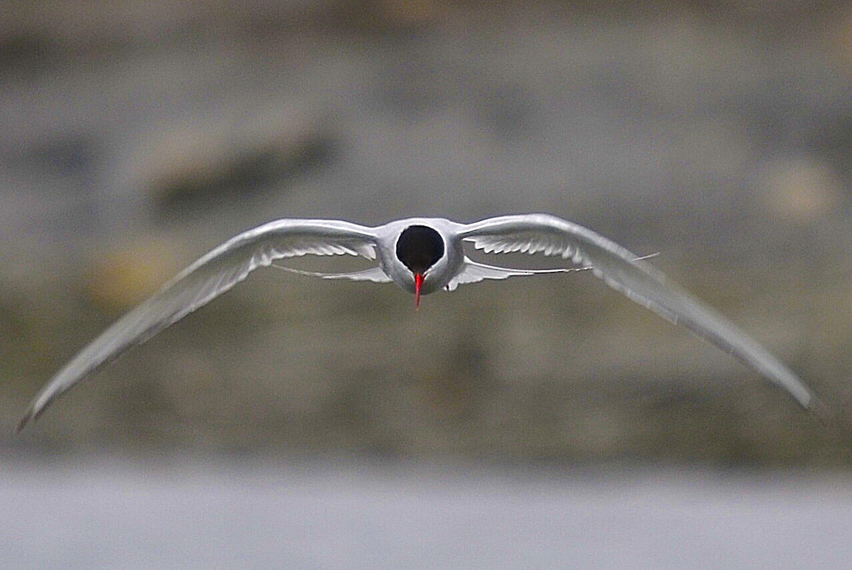 Arctic Tern - Ken Simonite
