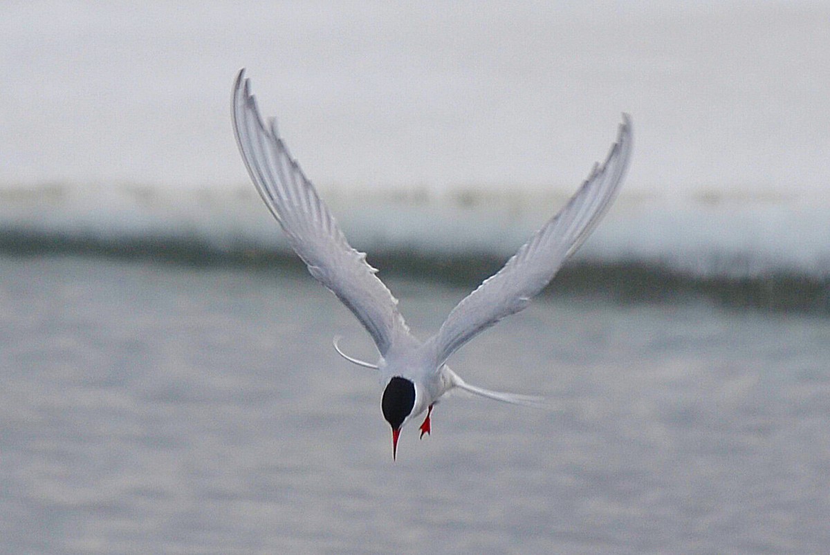 Arctic Tern - Ken Simonite