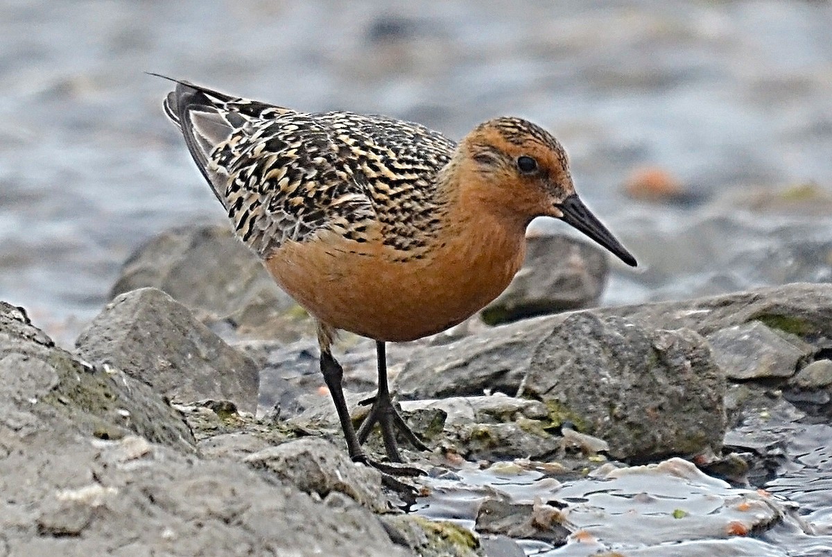 Red Knot - ML205822431