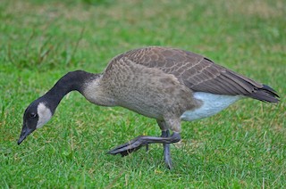 Canada Goose, ML205822781