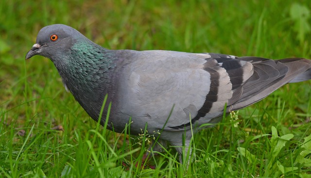 Rock Pigeon - eBird