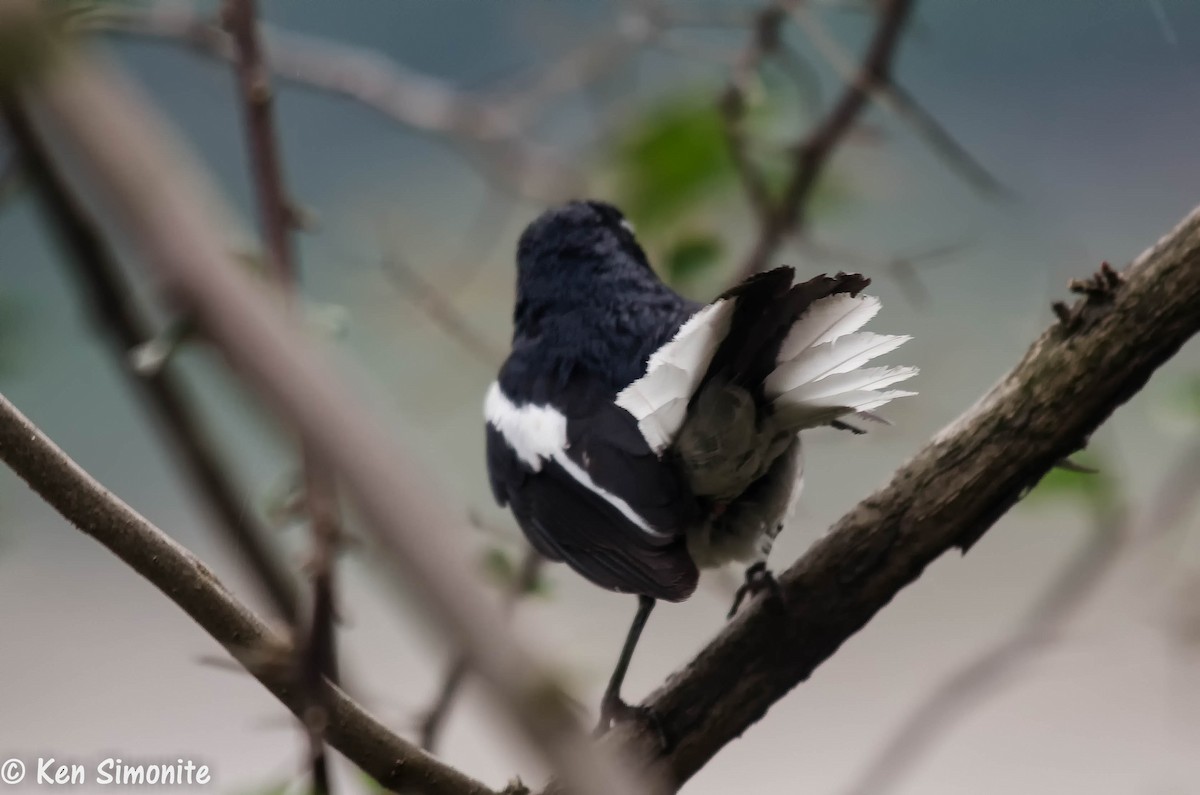 Oriental Magpie-Robin (Oriental) - Ken Simonite
