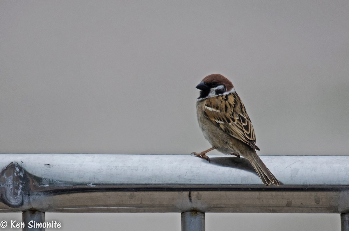 Eurasian Tree Sparrow - Ken Simonite