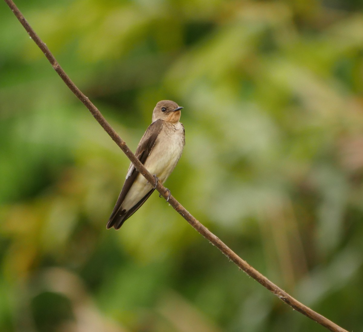 Southern Rough-winged Swallow - ML205823731