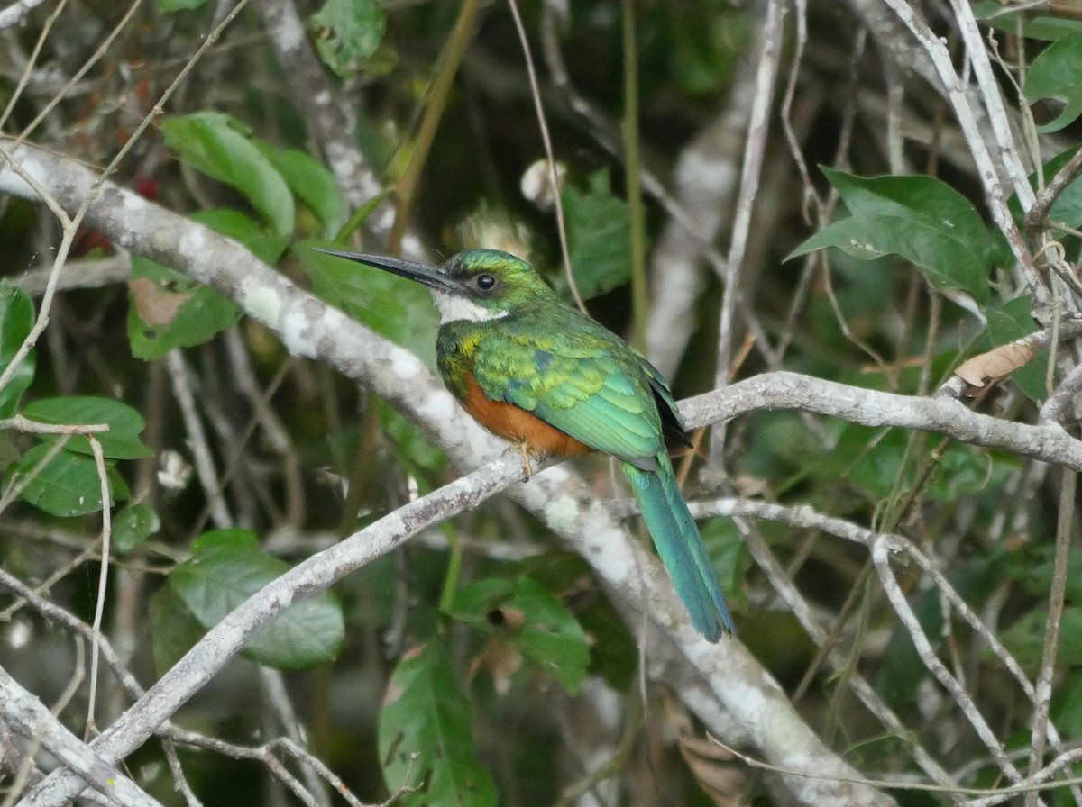 Rufous-tailed Jacamar (Spot-tailed) - Greg Baker