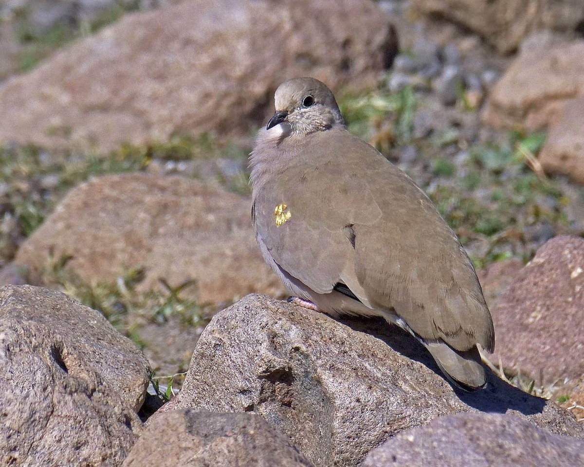 Golden-spotted Ground Dove - ML205823851