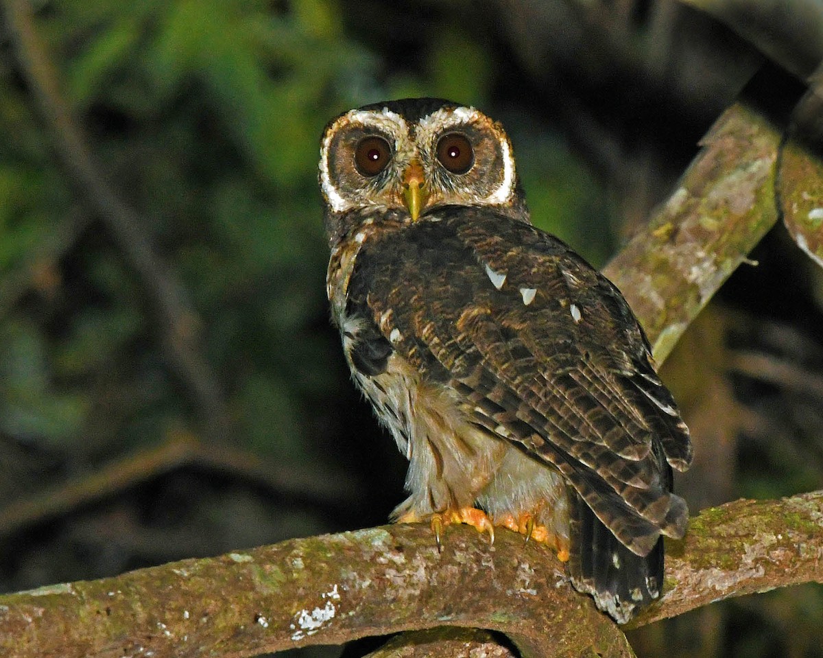 Mottled Owl (Amazonian) - ML205824011