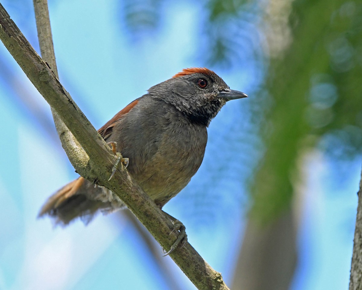 Cinereous-breasted Spinetail - ML205824131