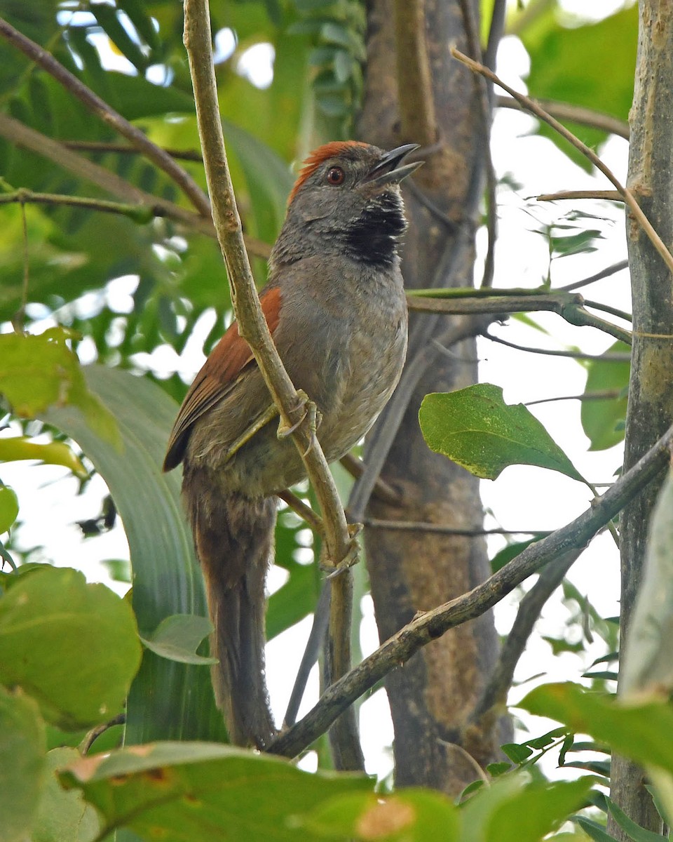 Cinereous-breasted Spinetail - ML205824141