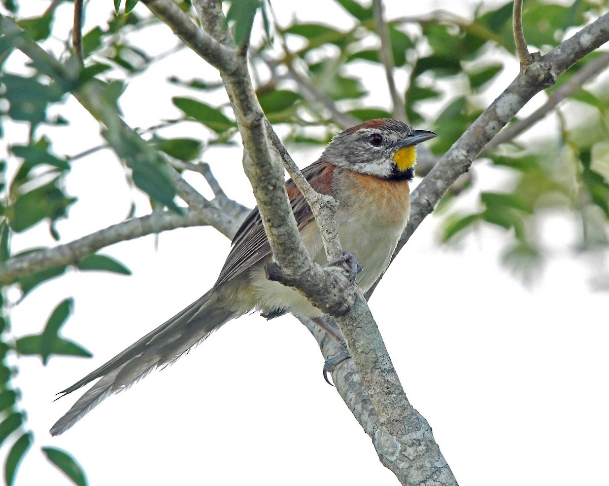 Chotoy Spinetail - ML205824181
