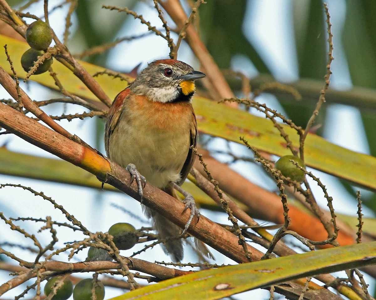Chotoy Spinetail - ML205824191