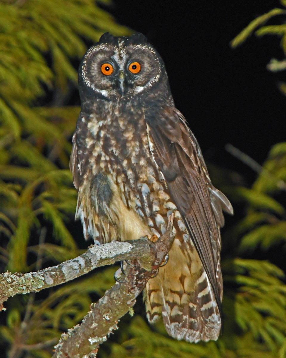 Stygian Owl - ML205824401