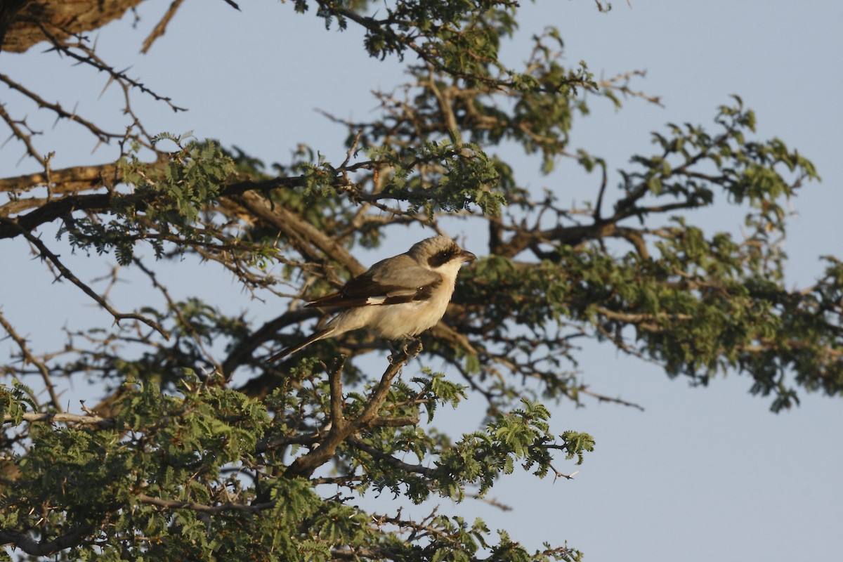 Lesser Gray Shrike - Loutjie Steenberg