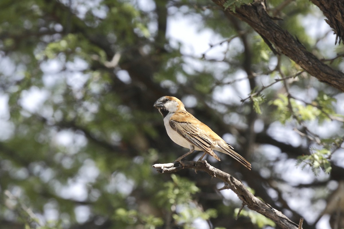 Great Rufous Sparrow - ML205824621