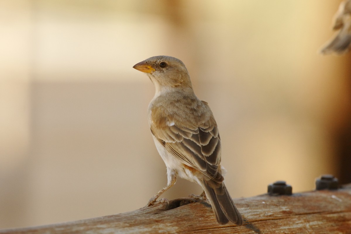 Southern Gray-headed Sparrow - ML205824661