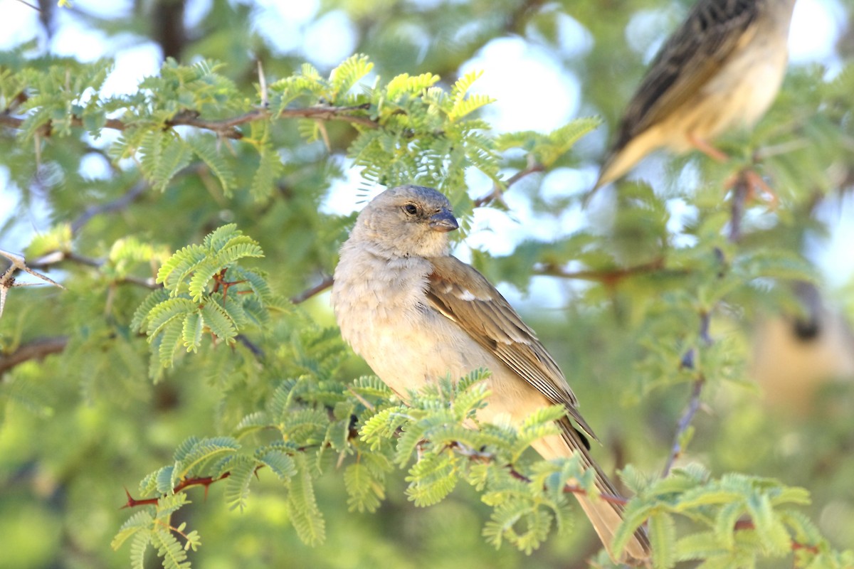 Southern Gray-headed Sparrow - ML205824671