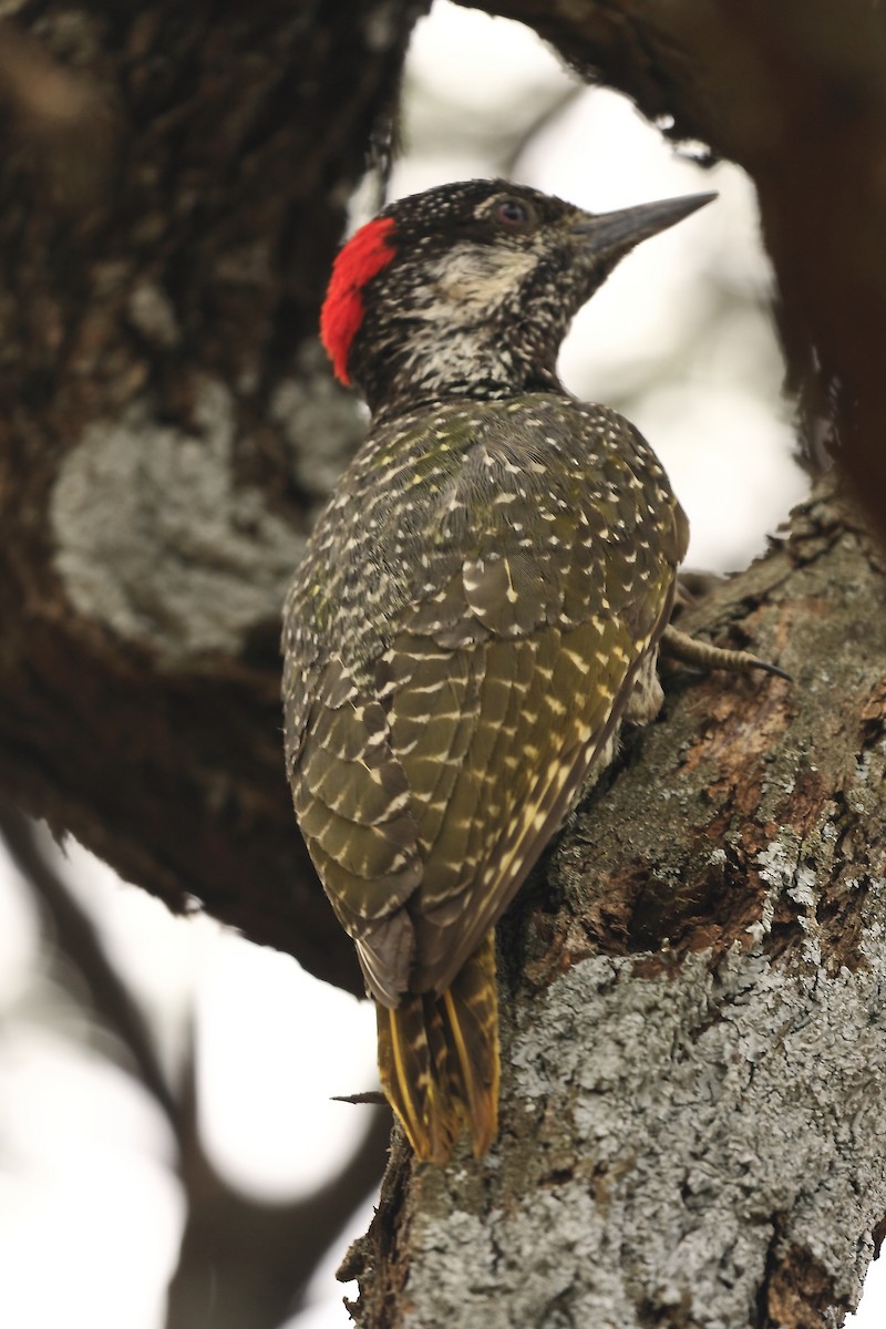 Golden-tailed Woodpecker (Golden-tailed) - ML205824751