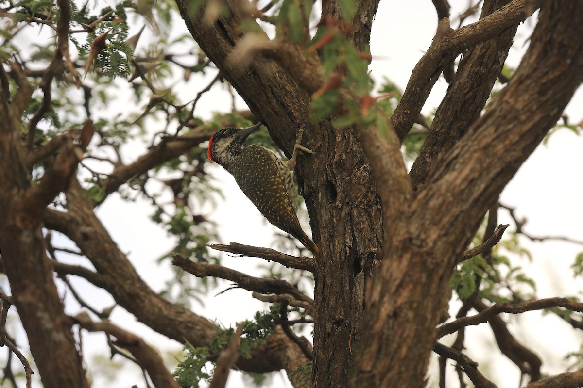Golden-tailed Woodpecker (Golden-tailed) - ML205824761
